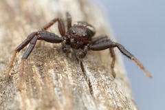 Xysticus montanensis