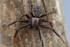 Xysticus montanensis