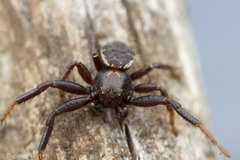 Xysticus montanensis