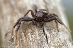 Xysticus montanensis