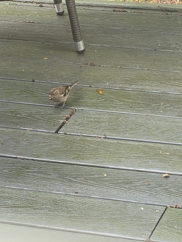 Fringilla coelebs observed 2026-10-28