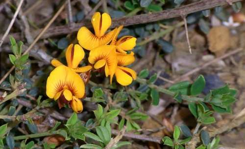 Image of Pultenaea stricta by (c) Russell Best, some rights reserved (CC BY)