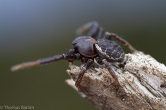 Xysticus montanensis