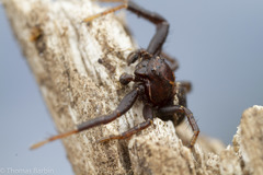 Xysticus montanensis