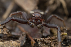 Xysticus montanensis