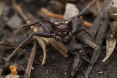 Xysticus montanensis