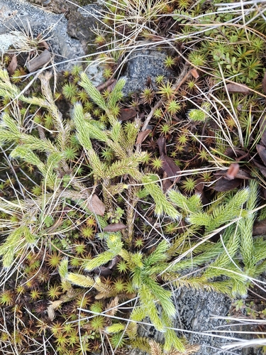 Lycopodium clavatum observed 2026-10-28