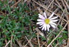 Brachyscome multifida dilatata