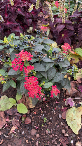 Lantana camara observed 2026-10-28