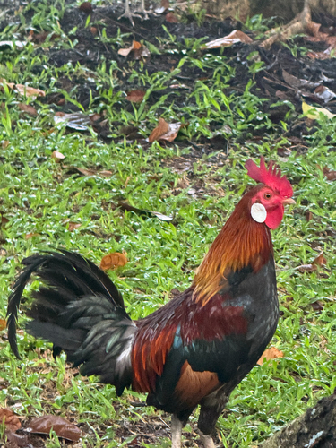 Gallus gallus observed 2026-10-28