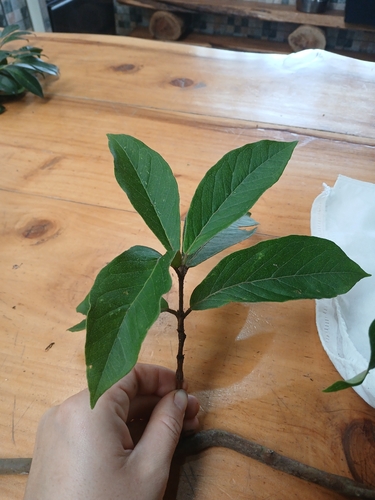 Eugenia observed 2026-10-28