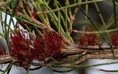 Allocasuarina paludosa