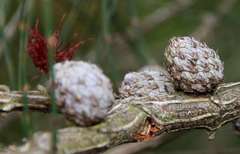 Allocasuarina paludosa