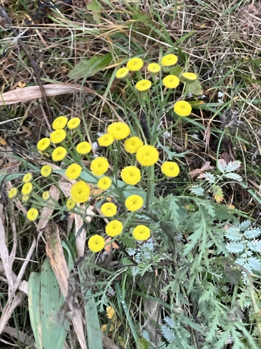 Tanacetum vulgare observed 2026-10-28