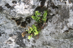 Asplenium ruta-muraria