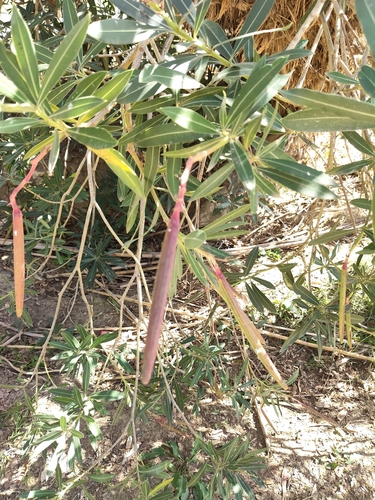 Nerium oleander observed 2026-10-28