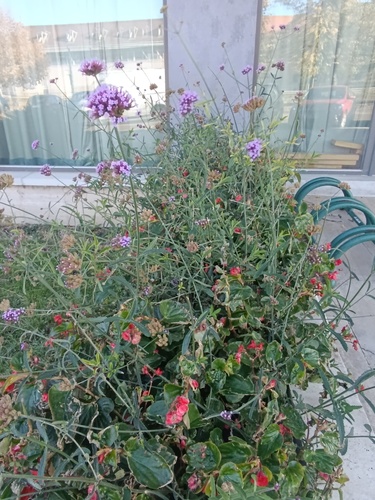 Verbena bonariensis observed 2026-10-28