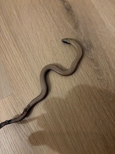 Pseudechis porphyriacus, 2026-10-28