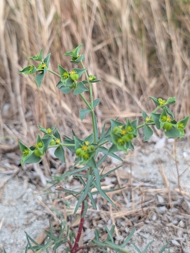 Euphorbia terracina, 2026-10-28