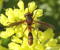 Physocephala texana