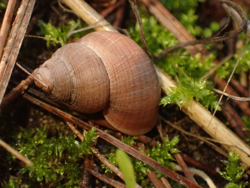 Cyclostoma sulcatum, 2026-10-28