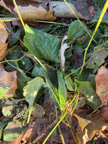 Plantago observed 2026-10-28
