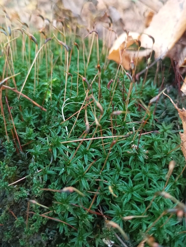 Atrichum undulatum observed 2026-10-28
