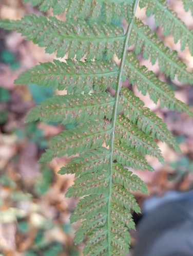 Dryopteris carthusiana observed 2026-10-28