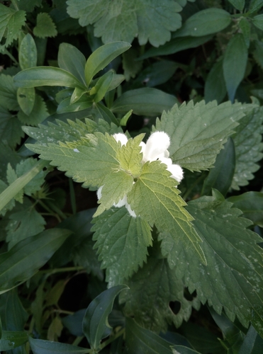 Lamium album observed 2026-10-28