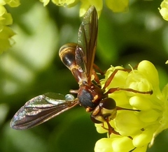 Physocephala texana
