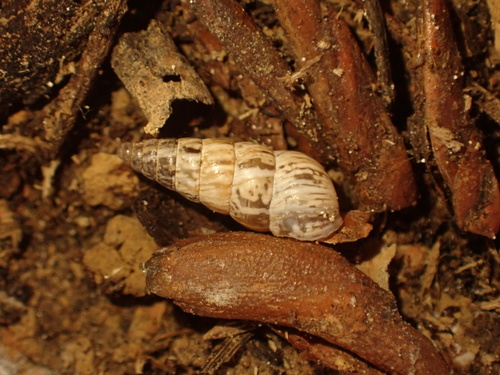 Cochlicella acuta observed 2026-10-28