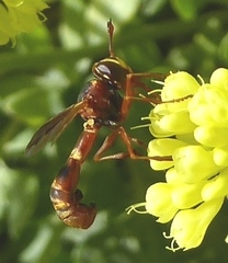 Physocephala texana