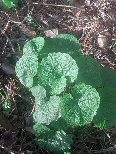 Alliaria petiolata observed 2026-10-28