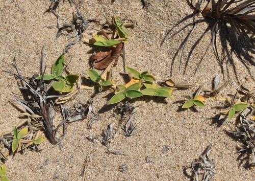 Thuarea involuta observed 2026-08-26