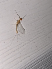 Ephemerella needhami