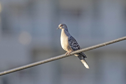 Streptopelia orientalis observed 2026-10-28