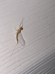 Ephemerella needhami