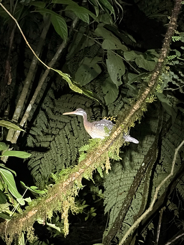 Aves observed 2026-10-27