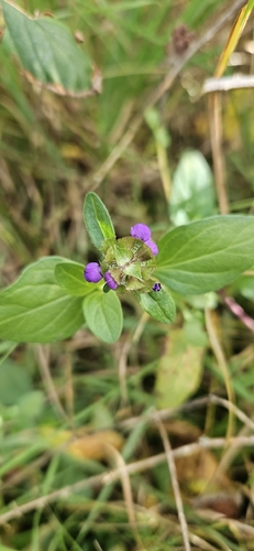 Prunella vulgaris observed 2026-10-28