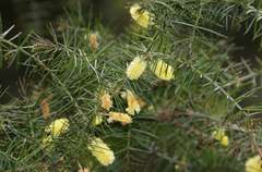 Acacia verticillata verticillata