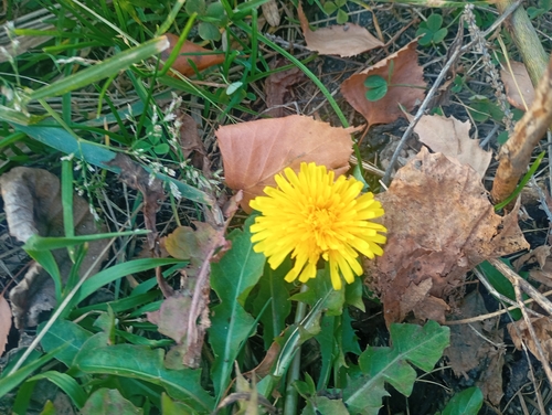 Taraxacum observed 2026-10-28