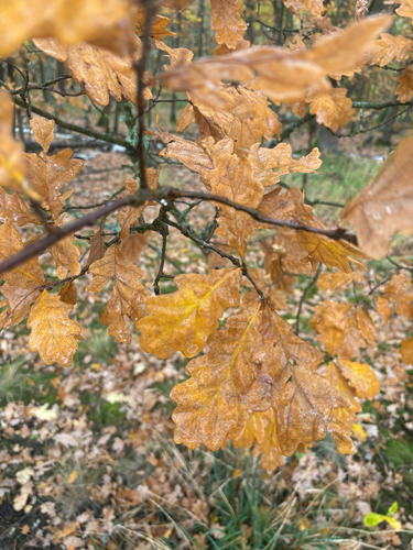 Quercus robur observed 2026-10-28