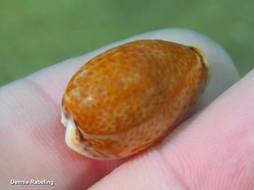 Cypraea spurca observed 2026-10-24