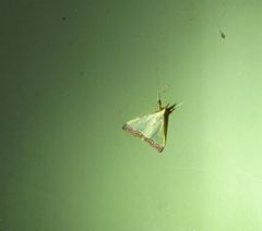 Autocharis hedyphaes