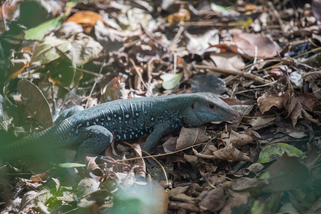 Dominican Ameiva