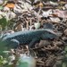 Dominican Ameiva - Photo (c) michaelrickershauser, some rights reserved (CC BY-NC)
