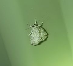 Blenina lichenopa