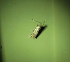 Euclasta maceratalis