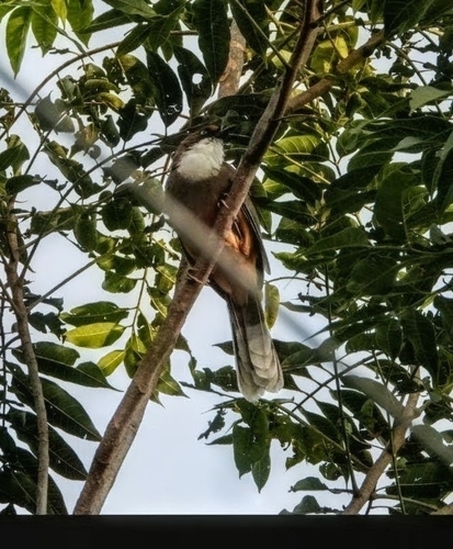 Garrulax albogularis observed 2026-10-26