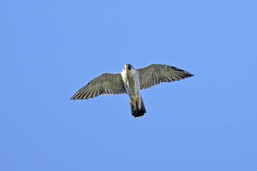 Falco peregrinus observed 2026-10-28